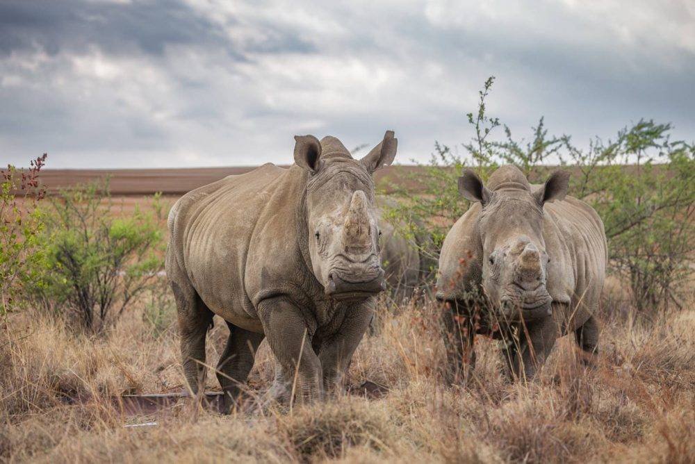 SA’s rhinos are ‘more valuable alive than dead’