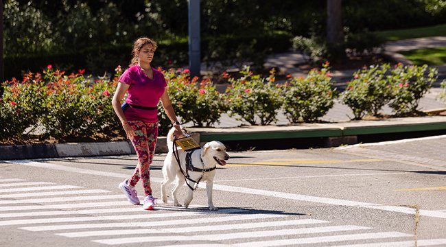 A Story of Grace: How guide dogs are funded in South Africa