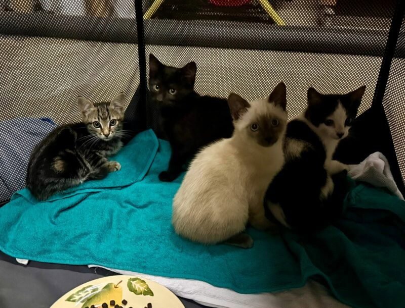 Feral cats killed with shotgun: Pretoria business owner sparks outrage