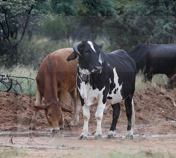 EU Suspends Beef Imports From Botswana