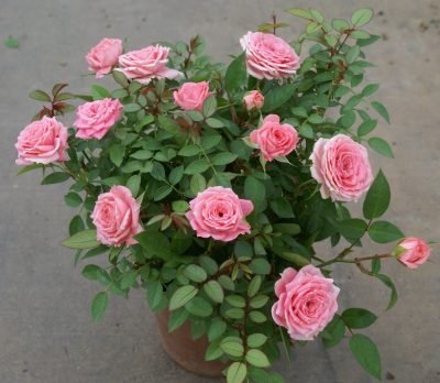 Petite perfection of mini roses