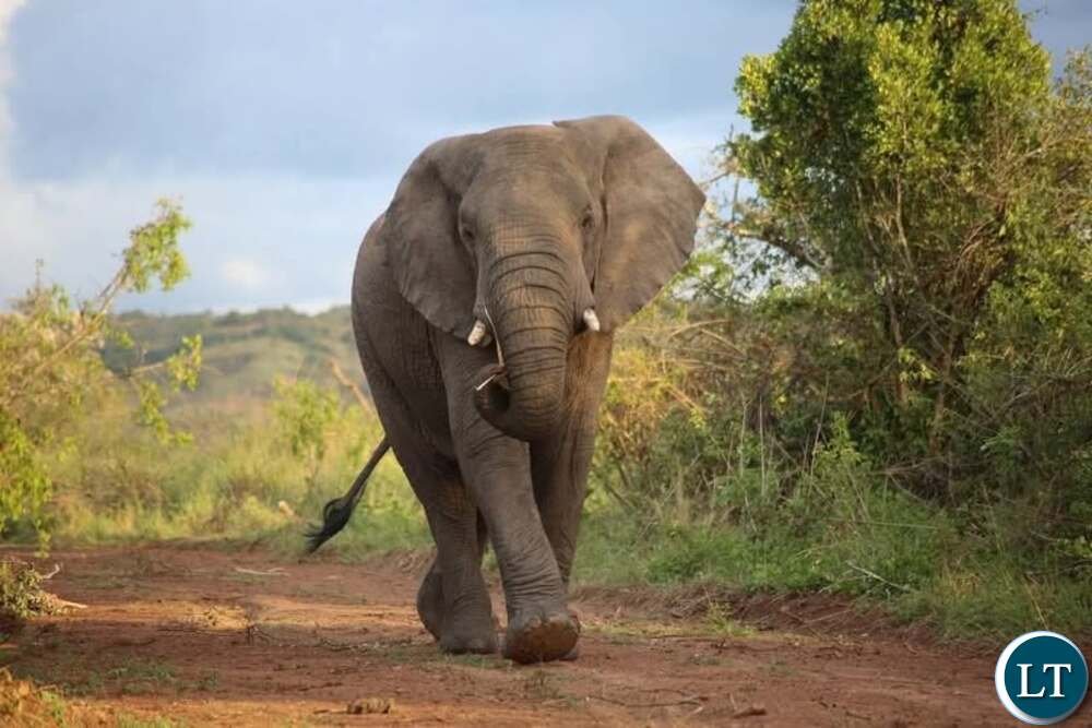 Elephant kills fisherman in Chama