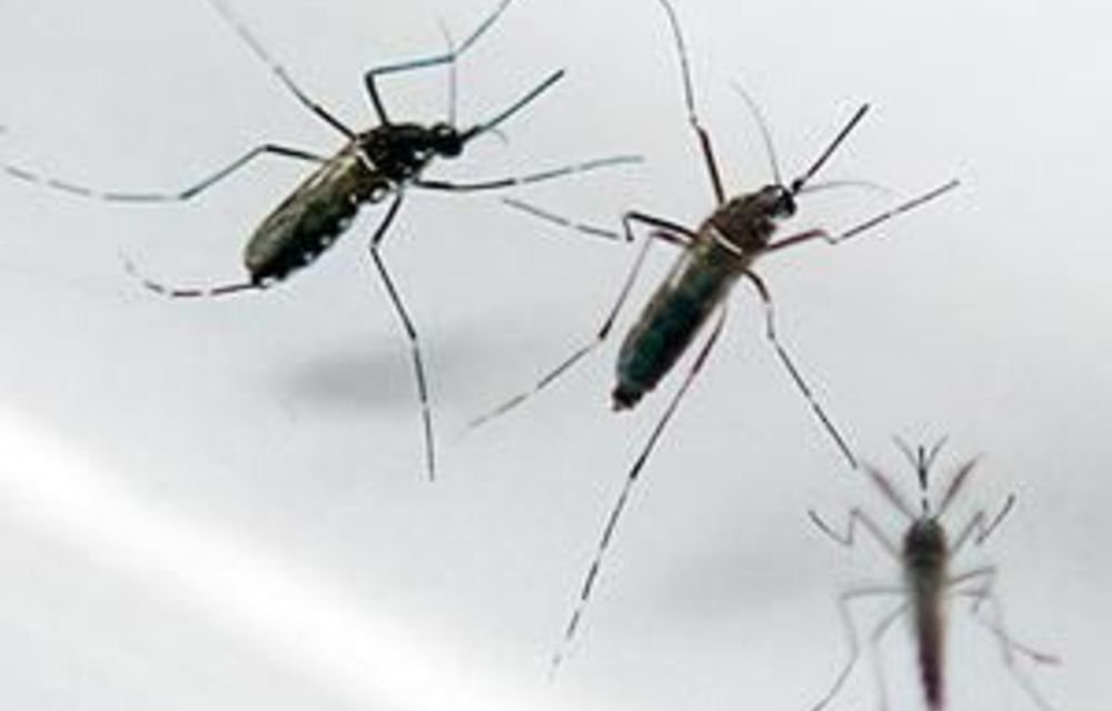 Throwing basket of diagnostics, drugs, vaccines and mozzie stoppers at malaria has not stopped the disease
