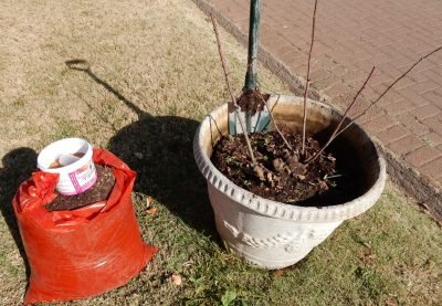 Refreshing container roses