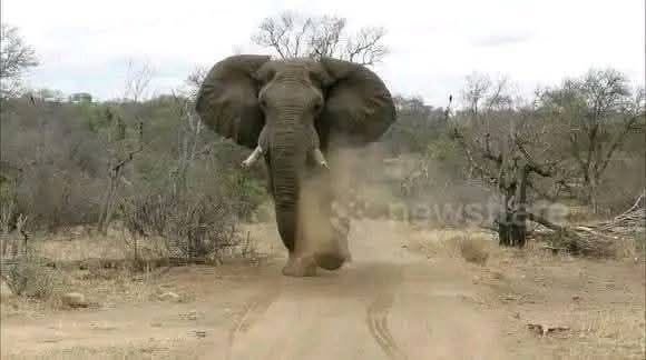 Elephant Tramples Man to Death in Itezhi...