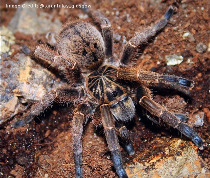 Blue-footed baboon spider targeted by exotic pet trade despite low public profile