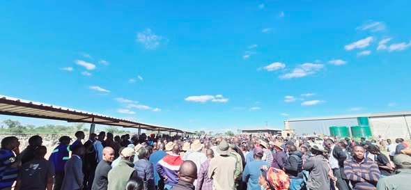 Government begins public auction of Chitambo assets