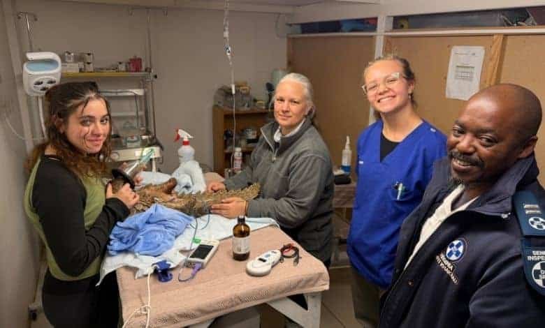 Meet Kito: Johannesburg hospital’s 214th rescued pangolin