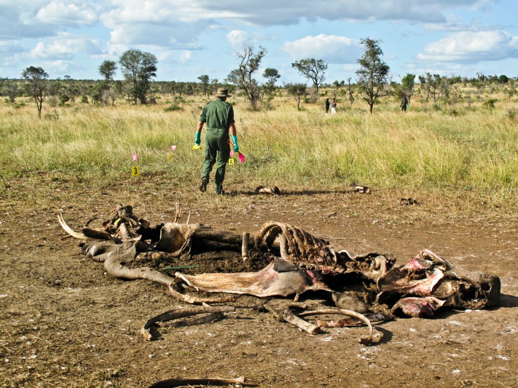 Africa’s conservation models struggle to shake colonial yoke