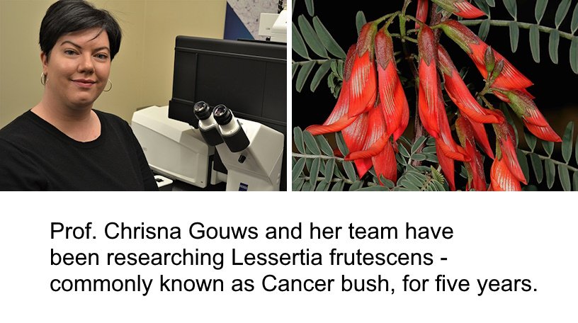 Indigenous plant study opens new path in cancer treatment research