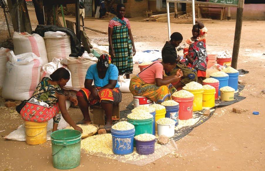 Malawi’s maize harvest expected to rebound, but production still falls short of national needs