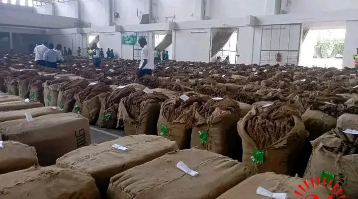 Tobacco Commission to limit 2026/2027 production to prevent oversupply