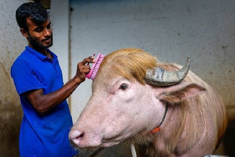Búfalo "Donald Trump" salvo do sacrifício para zoológico