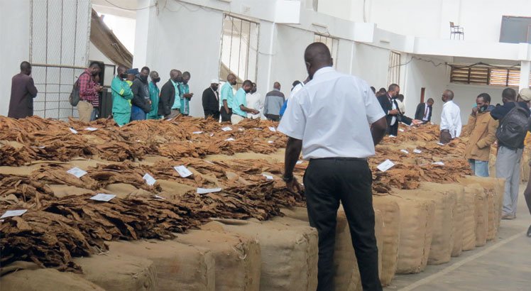 Malawi’s tobacco market improves, yet earnings remain below 2025 levels