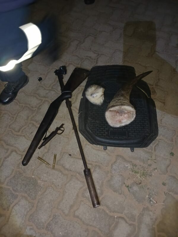 Baby rhino rescued after poachers kill mother near Middelburg