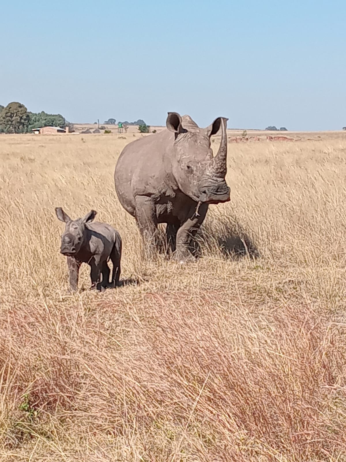 Month-old rhino calf rescued after poachers kill mother near Middelburg