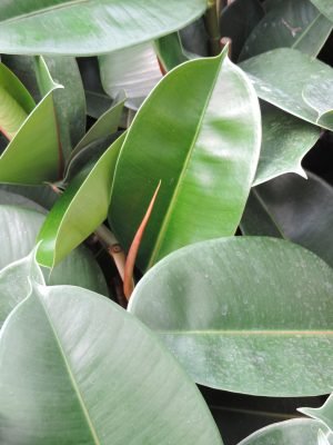 This indoor plant is a keeper!