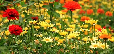 Gardening for the wild at heart