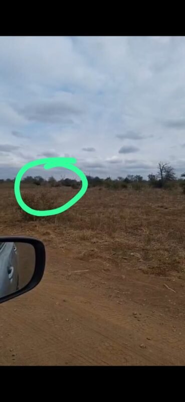 WATCH: Kruger National Park flags driver after vehicle off-roads near lions